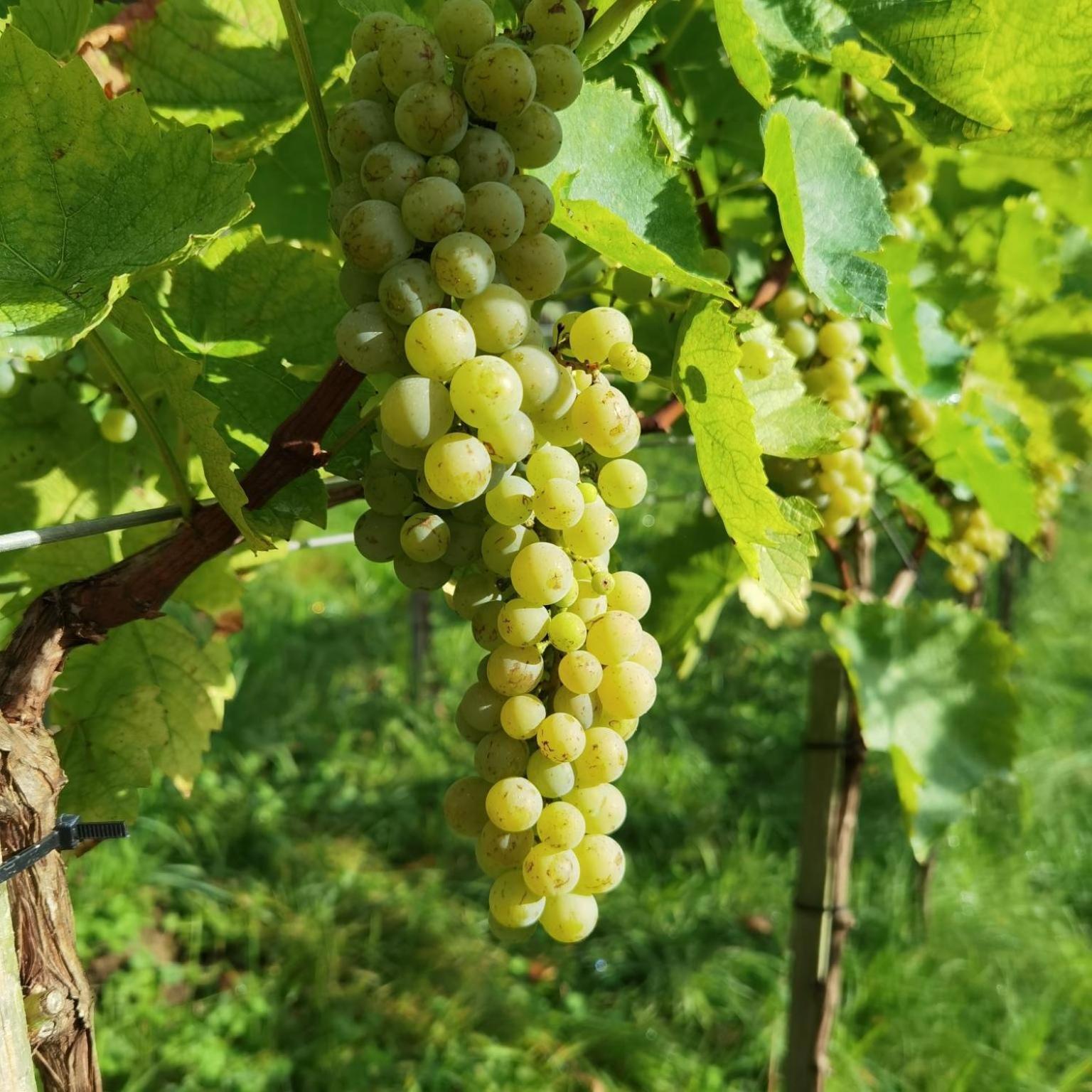 Privatzimmer Am Weinbrunnen Vorchdorf Kültér fotó